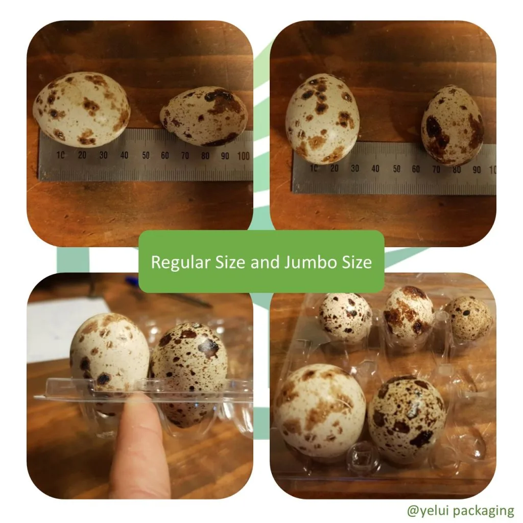 Regular and jumbo quail eggs measured with a ruler and seated in clear PET tray cavities
